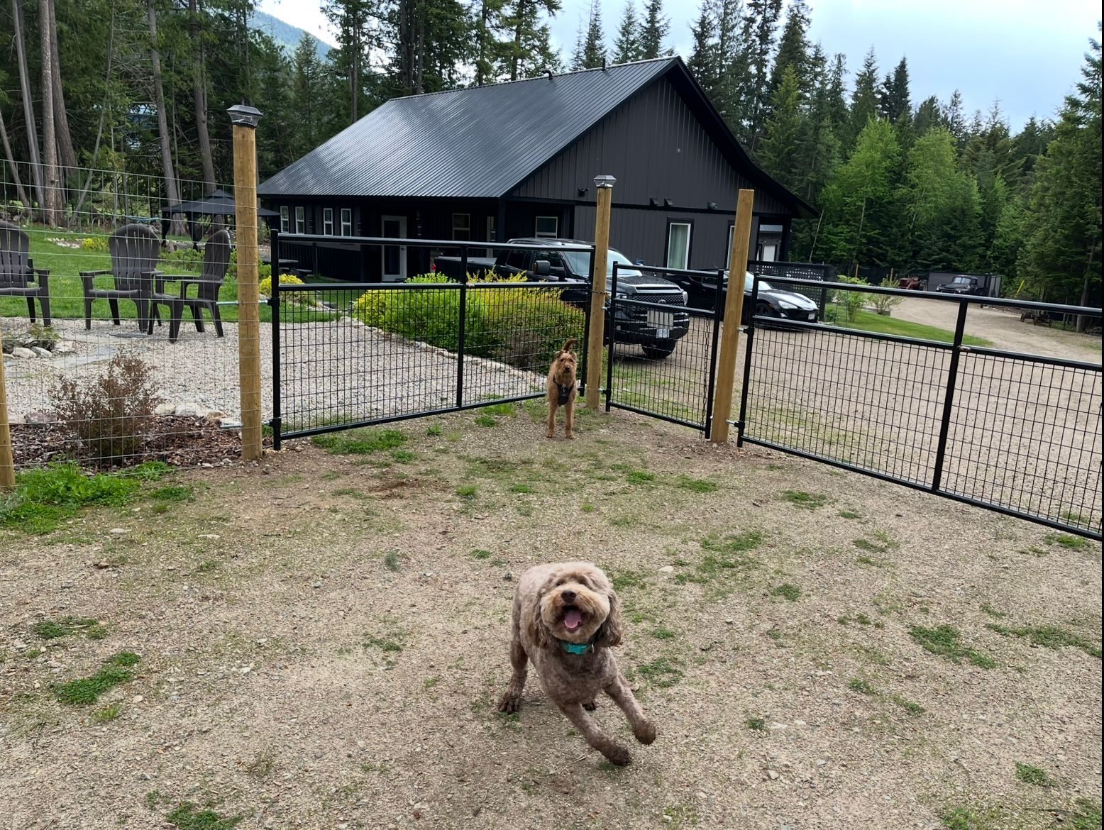 A happy dog running in the play area at The Parkside Pup