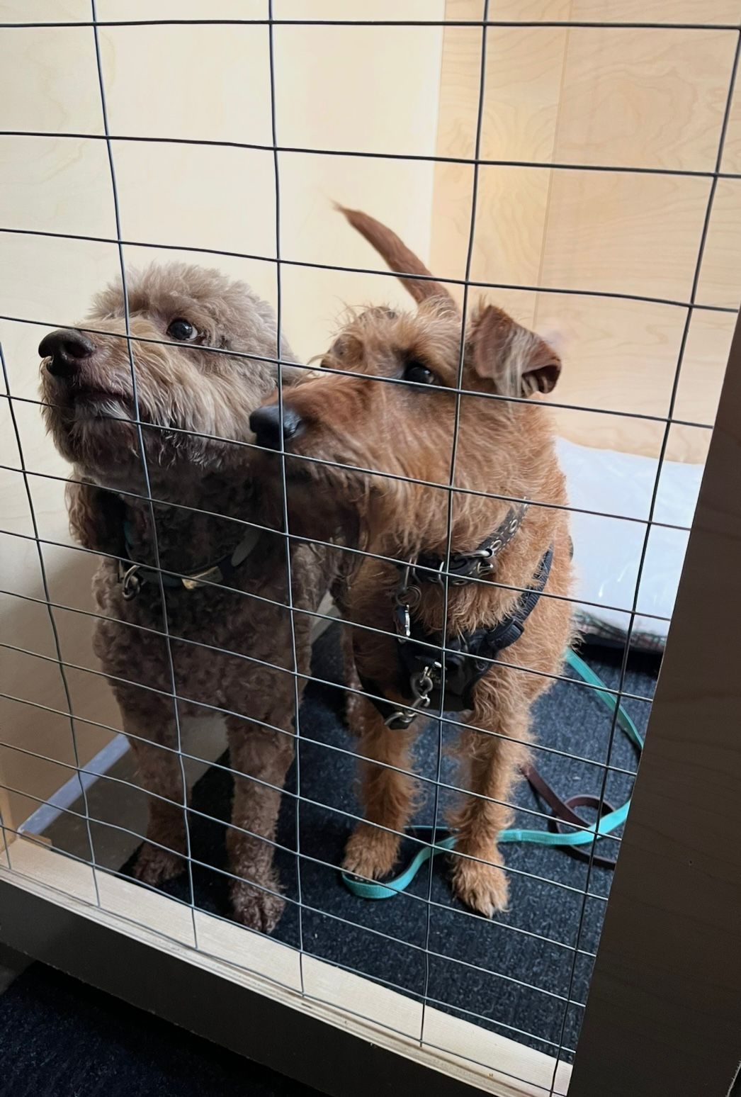 Two dogs relaxing in their indoor space